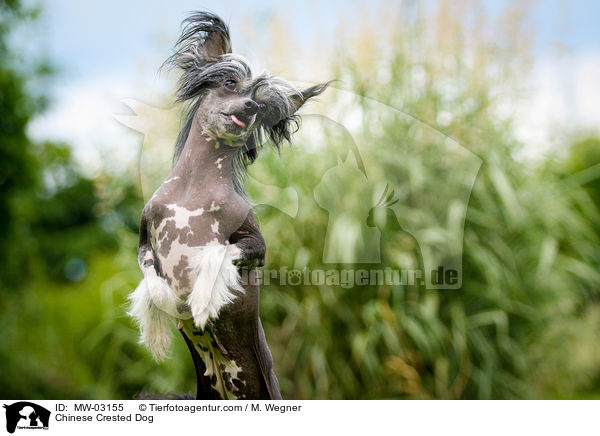 Chinese Crested Dog / MW-03155