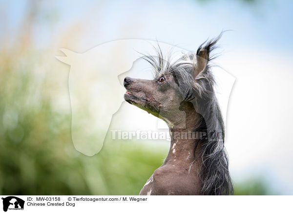 Chinese Crested Dog / MW-03158