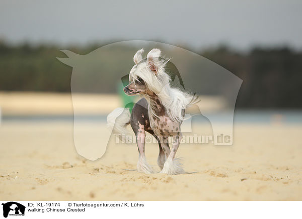 walking Chinese Crested / KL-19174