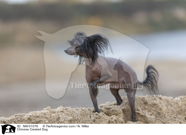 Chinese Crested Dog / NW-01076