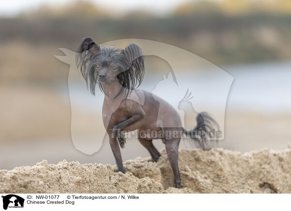 Chinesischer Schopfhund / Chinese Crested Dog / NW-01077