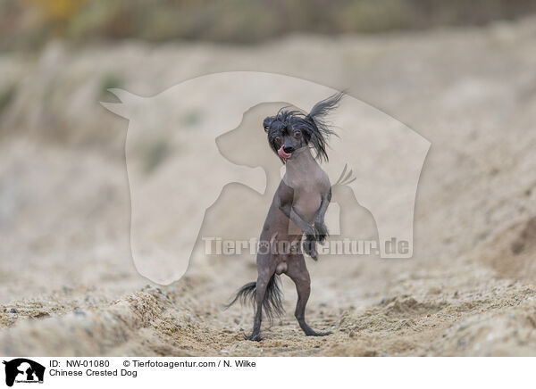 Chinesischer Schopfhund / Chinese Crested Dog / NW-01080