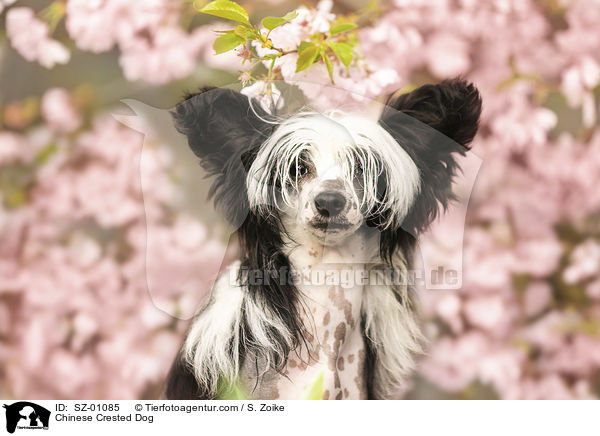 Chinesischer Schopfhund / Chinese Crested Dog / SZ-01085