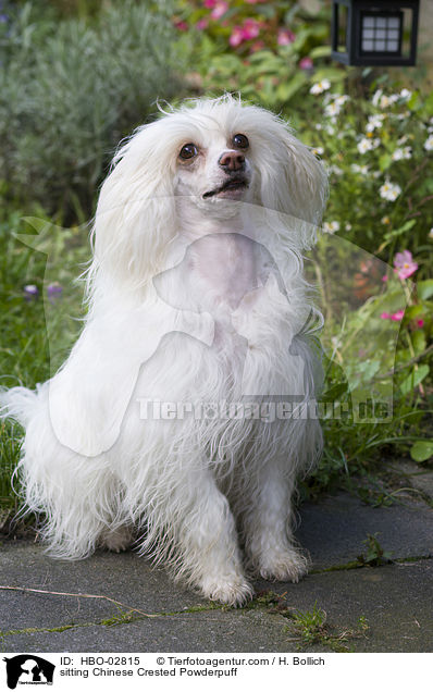 sitting Chinese Crested Powderpuff / HBO-02815