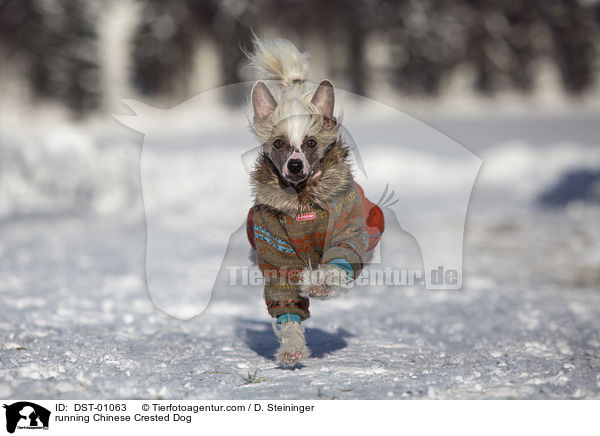 rennender Chinesischer Schopfhund / running Chinese Crested Dog / DST-01063