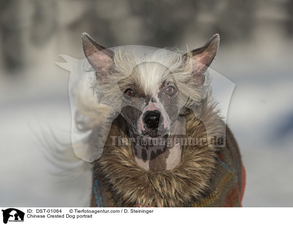 Chinese Crested Dog portrait / DST-01064