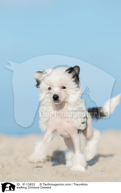 laufender Chinese Crested / walking Chinese Crested / IF-13852