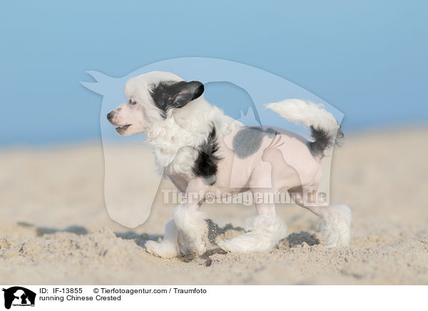 running Chinese Crested / IF-13855
