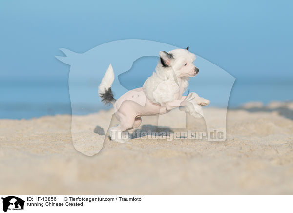 running Chinese Crested / IF-13856