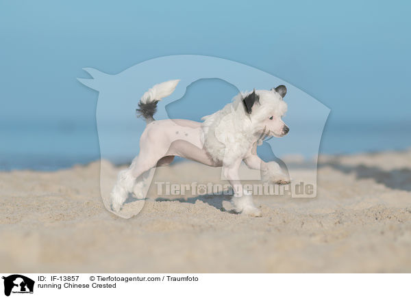 running Chinese Crested / IF-13857