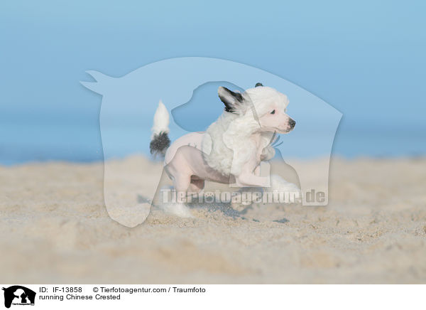 running Chinese Crested / IF-13858