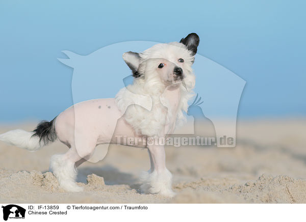 Chinese Crested / IF-13859