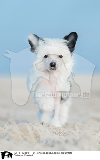 Chinese Crested / Chinese Crested / IF-13860