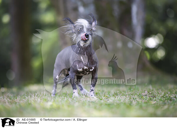 Chinesischer Schopfhund / Chinese Crested / AE-01685