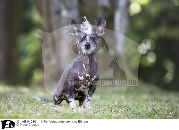 Chinese Crested / AE-01686