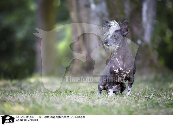 Chinese Crested / AE-01687