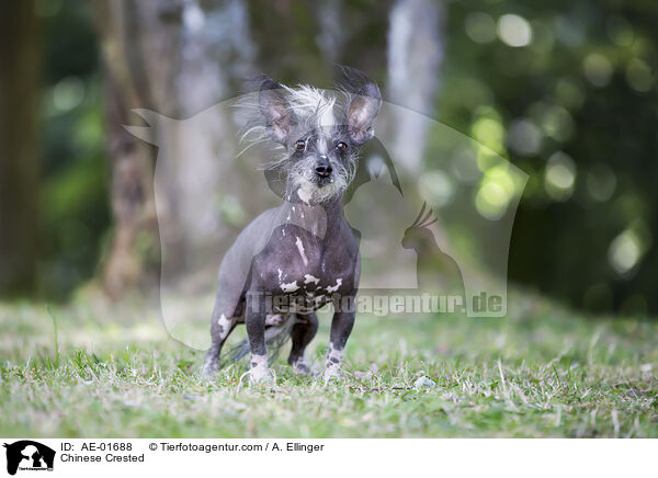 Chinese Crested / AE-01688