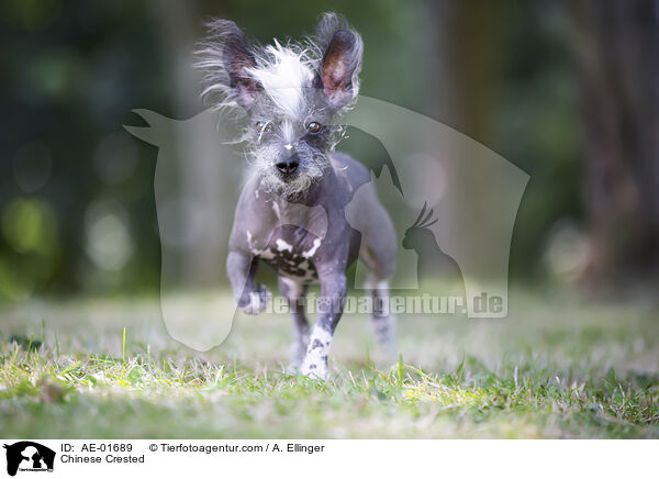 Chinese Crested / AE-01689