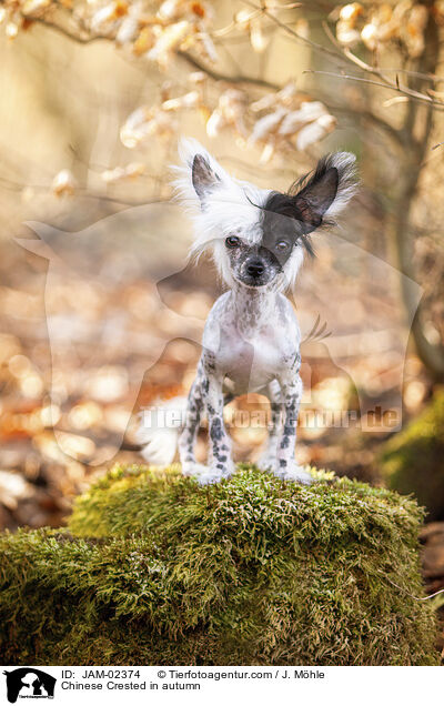 Chinese Crested in autumn / JAM-02374
