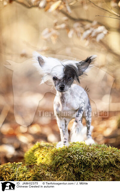 Chinese Crested in autumn / JAM-02375