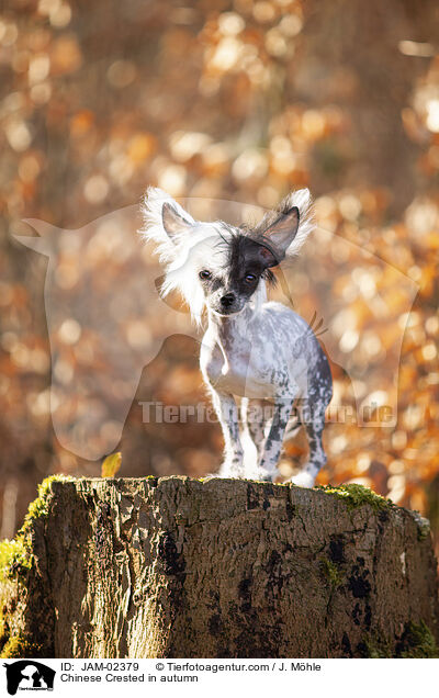 Chinese Crested in autumn / JAM-02379
