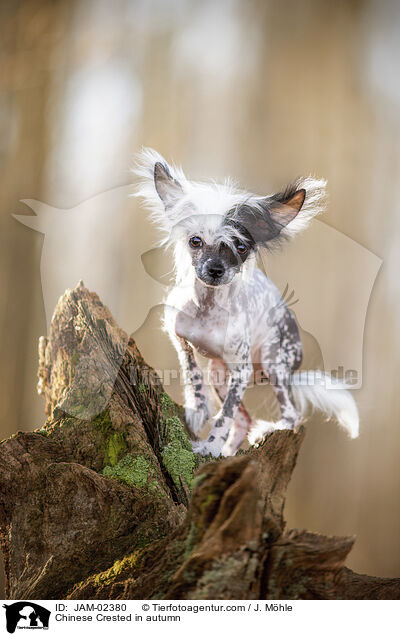 Chinese Crested in autumn / JAM-02380