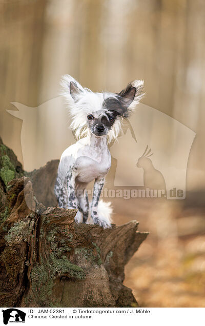 Chinese Crested in autumn / JAM-02381