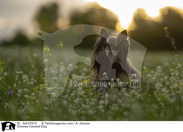 Chinese Crested Dog / Chinese Crested Dog / AH-07674