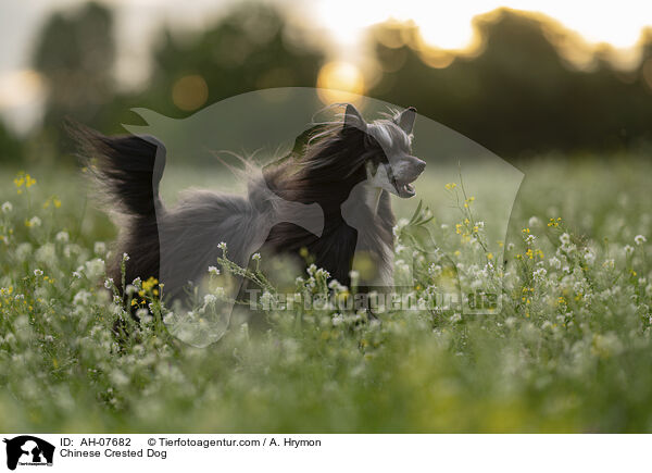 Chinese Crested Dog / Chinese Crested Dog / AH-07682