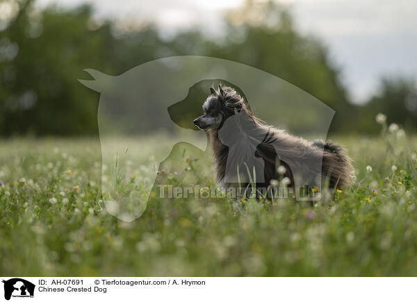 Chinese Crested Dog / Chinese Crested Dog / AH-07691