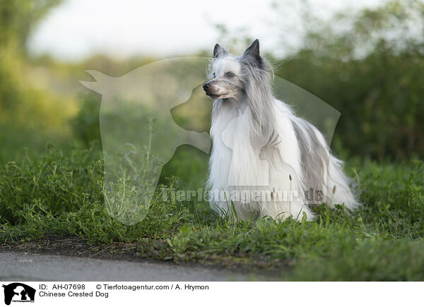 Chinese Crested Dog / Chinese Crested Dog / AH-07698