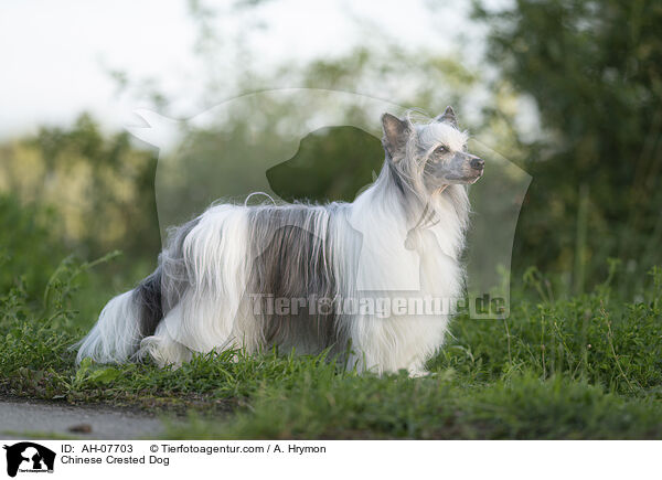 Chinese Crested Dog / Chinese Crested Dog / AH-07703
