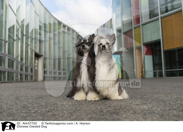 Chinese Crested Dog / Chinese Crested Dog / AH-07720
