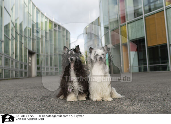 Chinese Crested Dog / Chinese Crested Dog / AH-07722