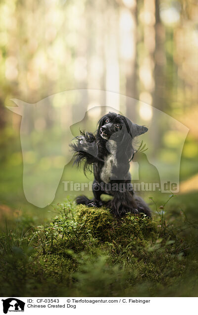 Chinese Crested Dog / Chinese Crested Dog / CF-03543