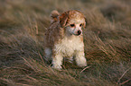 Chinese Crested Dog