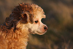 Chinese Crested Dog