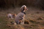 Chinese Crested Dog