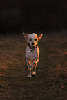 Chinese Crested Dog