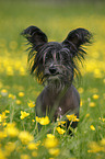 Chinese Crested Dog