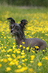 Chinese Crested Dog