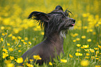 Chinese Crested Dog