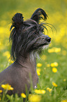 Chinese Crested Dog