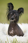 Chinese Crested Dog