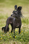 Chinese Crested Dog