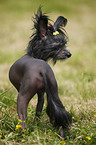 Chinese Crested Dog