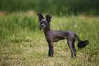 Chinese Crested Dog