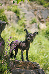 Chinese Crested Dog