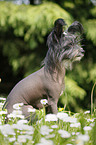 Chinese Crested Dog