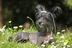 Chinese Crested Dog